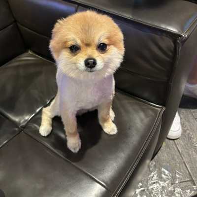 不羁小狗狗