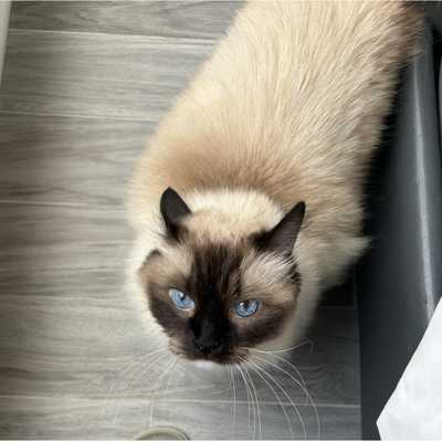 BB哥的猫