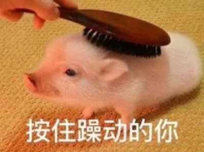 pig