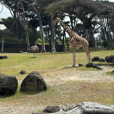 zoo